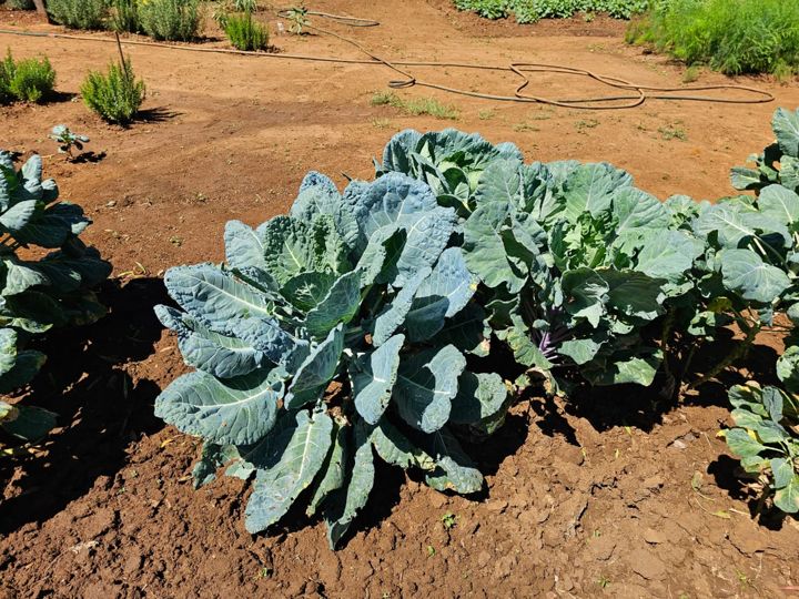Cabbages growing in the red soil of the vegetable garden on Rietspruit Farm