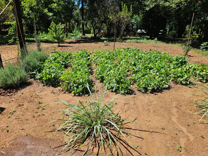 Rows of leafy greens in the vegetable garden on Rietspruit Farm