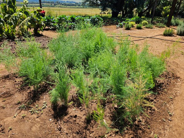 A bed of feathery green plants in the vegetable garden on Rietspruit Farm