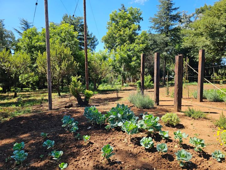 Young cabbages and herbs between the timber posts of the vegetable garden on Rietspruit Farm