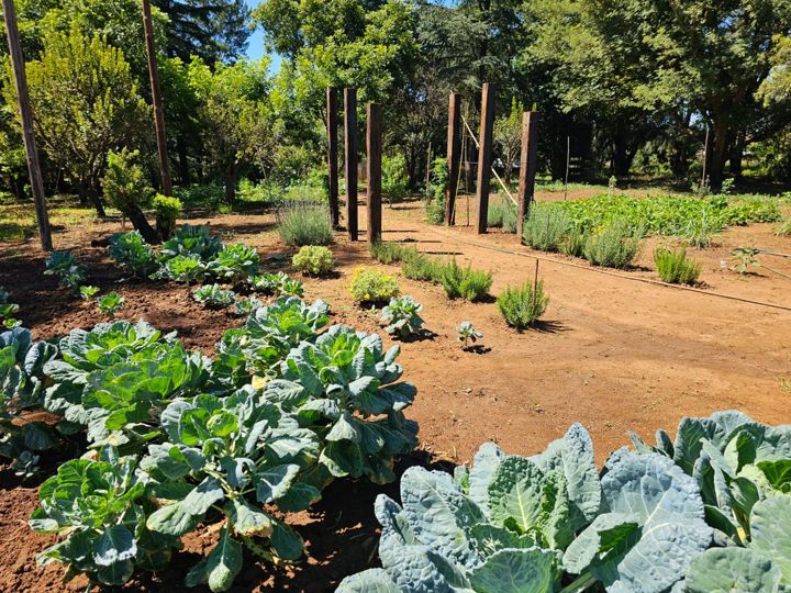Big blue-green cabbages in the vegetable garden on Rietspruit Farm