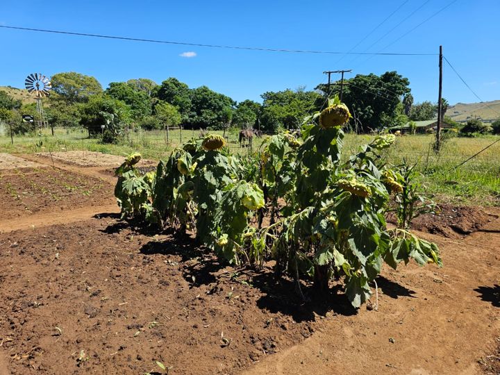 Tall sunflowers with the windmill behind on Rietspruit Farm