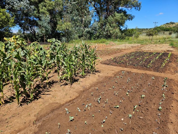 Mealies beside freshly planted vegetable beds on Rietspruit Farm