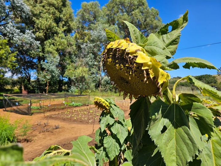 A heavy sunflower head nodding over the vegetable garden on Rietspruit Farm