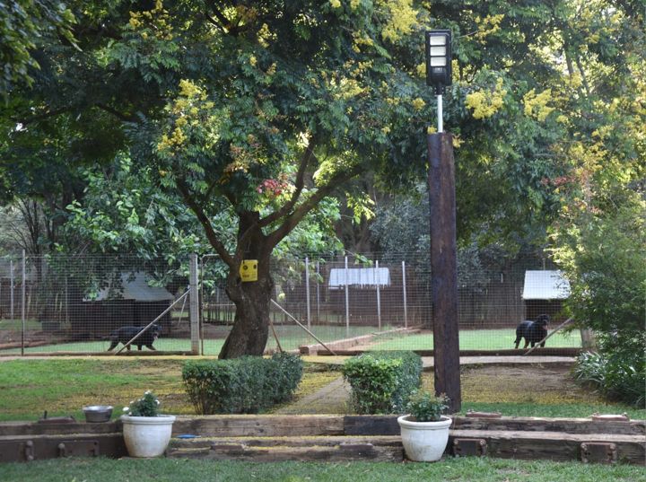The kennel runs seen from the garden, under the big shade tree at Craffenheim Rottweilers