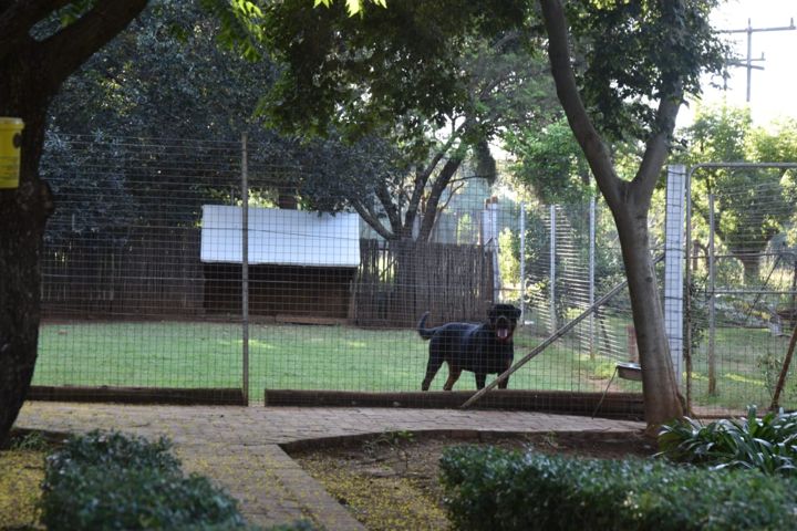 A Rottweiler in its run, with its kennel behind at Craffenheim Rottweilers