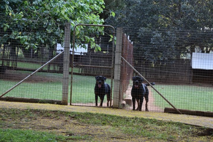 Two Rottweilers waiting at the gate of their grass run at Craffenheim Rottweilers