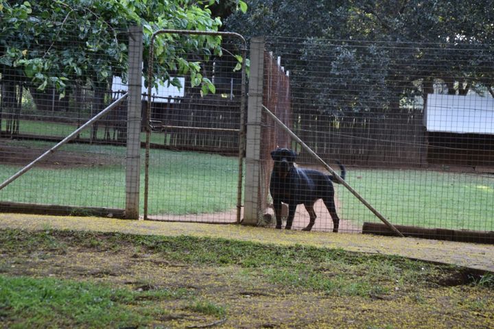A Rottweiler standing at the gate of its run at Craffenheim Rottweilers