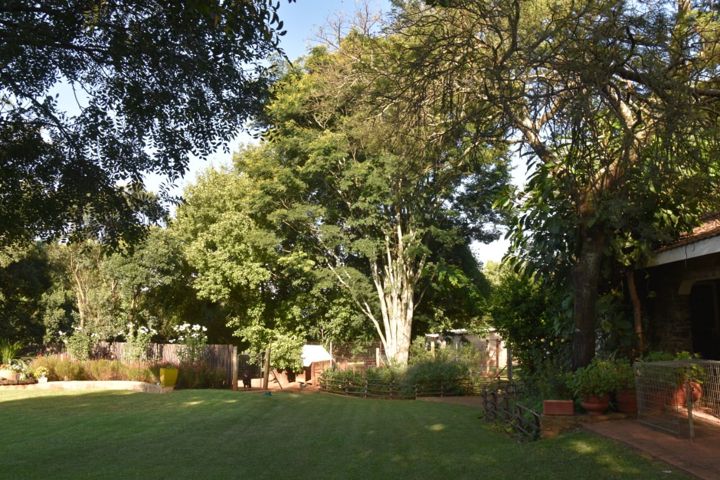 The lawn and old trees beside the house at Craffenheim Rottweilers