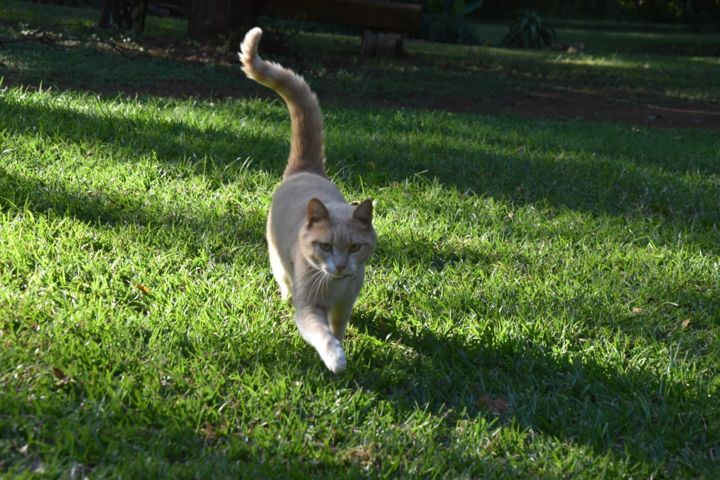 The farm cat strolling across the lawn at Craffenheim Rottweilers