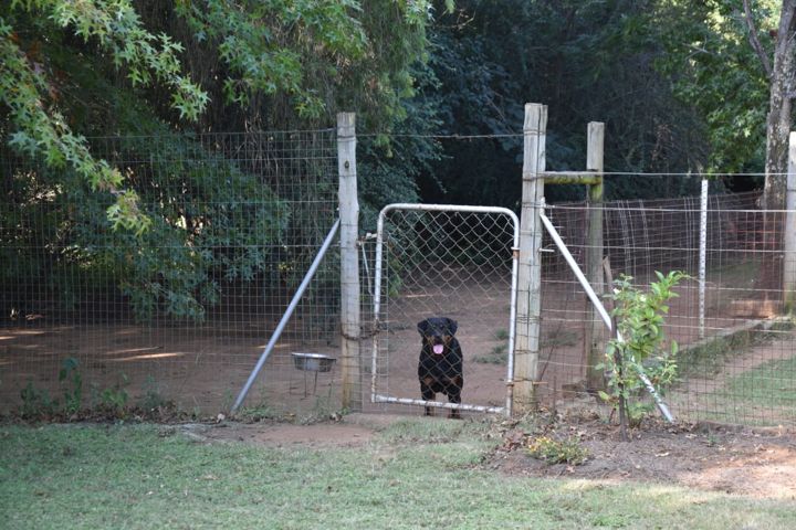 A Rottweiler at the gate of a shady run at Craffenheim Rottweilers