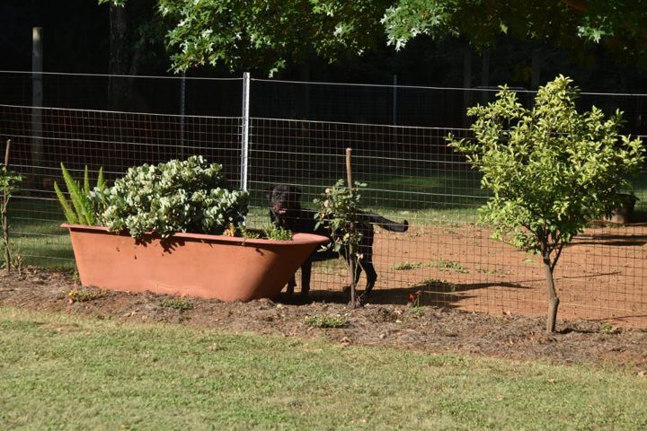 A Rottweiler beside a planter in its run at Craffenheim Rottweilers
