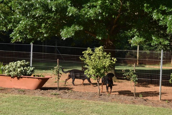 Two young Rottweilers in a run planted with young trees at Craffenheim Rottweilers