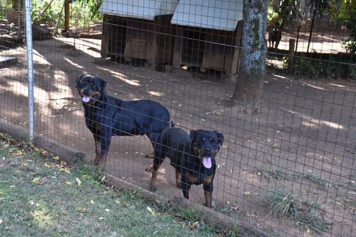 Two Rottweilers at the fence of their run, with their kennels behind at Craffenheim Rottweilers