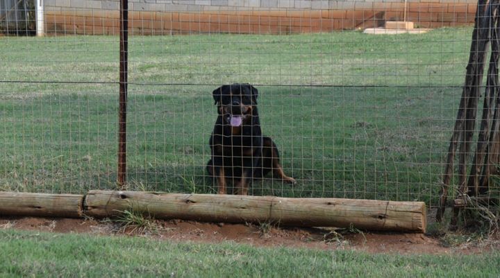 A Rottweiler lying contentedly in its grassy run at Craffenheim Rottweilers
