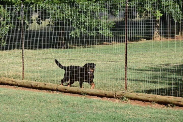 A Rottweiler trotting along its grassy run at Craffenheim Rottweilers