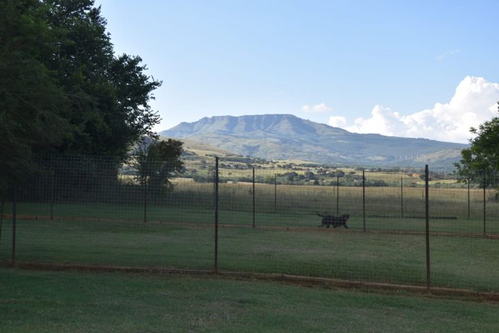 A Rottweiler in a large paddock run, with the mountain beyond at Craffenheim Rottweilers
