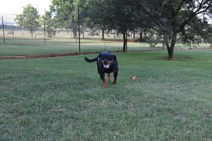 A Rottweiler bounding across the grass towards the camera at Craffenheim Rottweilers