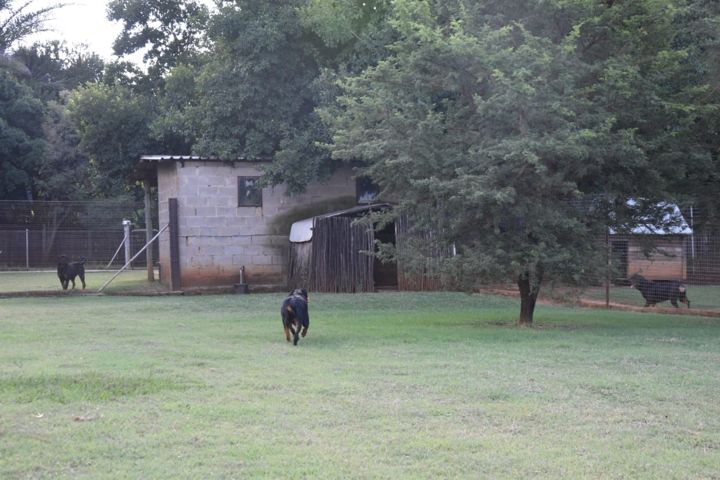 Rottweilers out on the lawn in front of the kennel buildings at Craffenheim Rottweilers