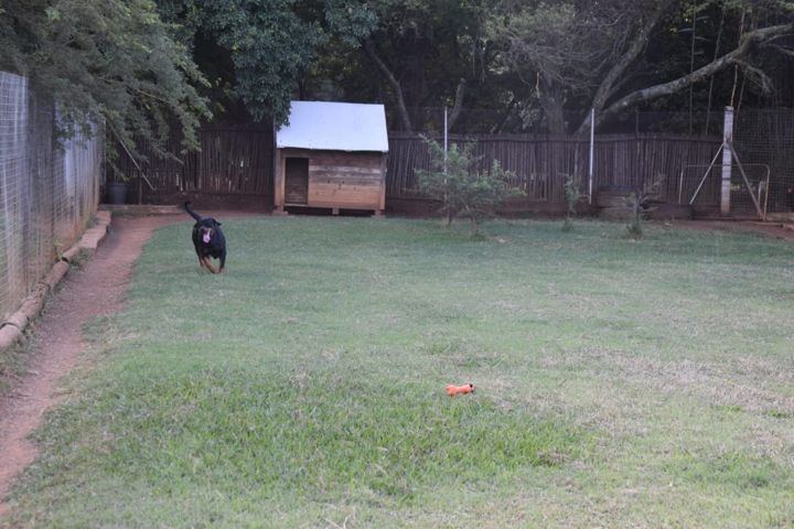 A Rottweiler racing down its run past the kennel house at Craffenheim Rottweilers