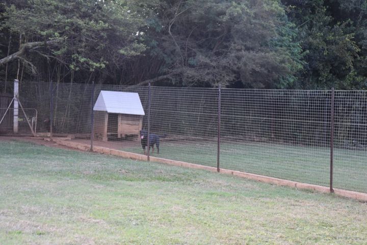 A Rottweiler by its kennel house in a long grass run at Craffenheim Rottweilers