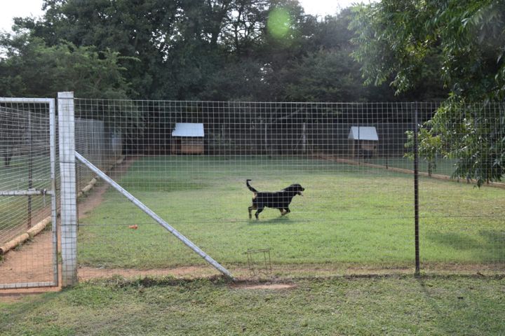 A Rottweiler crossing a spacious grass run at Craffenheim Rottweilers