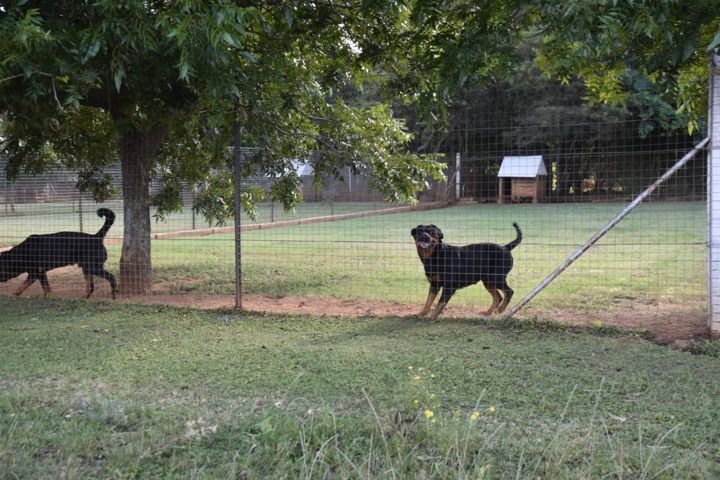 Two Rottweilers greeting each other along the run fence at Craffenheim Rottweilers