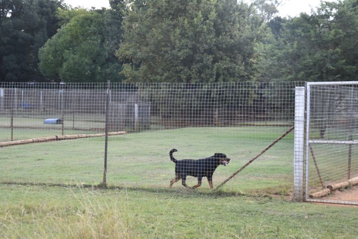 A Rottweiler patrolling the fence of its run at Craffenheim Rottweilers