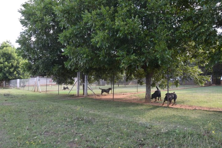 Rottweilers out in their tree-lined runs at Craffenheim Rottweilers