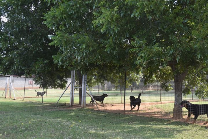 Rottweilers enjoying the shade of the trees in their runs at Craffenheim Rottweilers