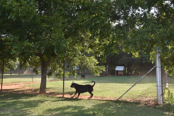 A Rottweiler in the shade of a big tree in its run at Craffenheim Rottweilers