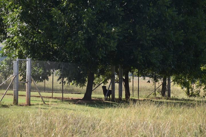 A Rottweiler under the trees in a large open-grass run at Craffenheim Rottweilers