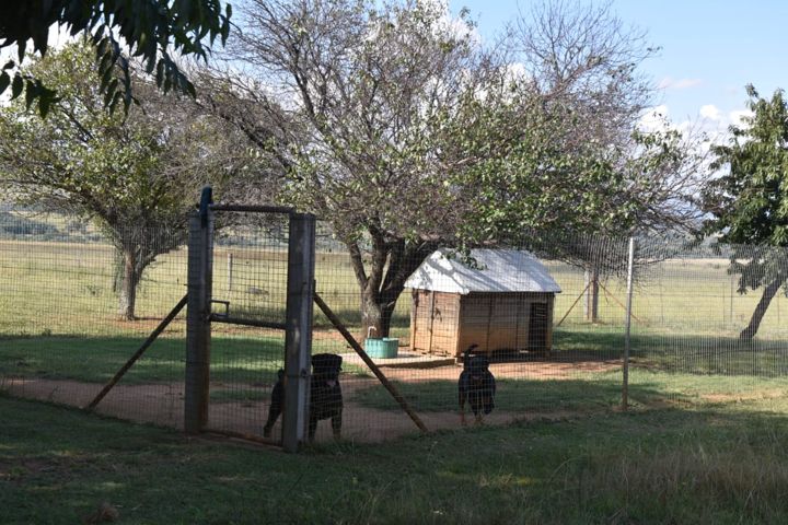 Two Rottweilers by their kennel house beneath the trees at Craffenheim Rottweilers