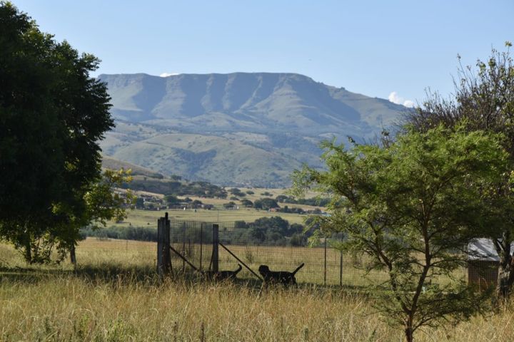 The mountain rising above the farm and the runs at Craffenheim Rottweilers