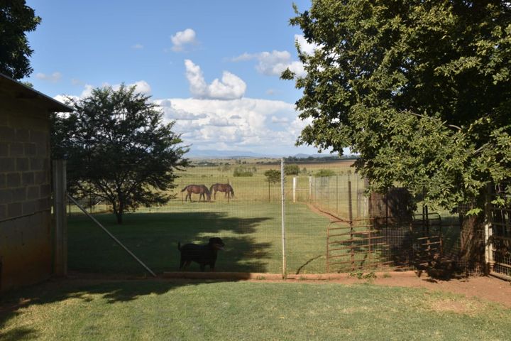 Horses in the paddock seen from the kennel yard at Craffenheim Rottweilers