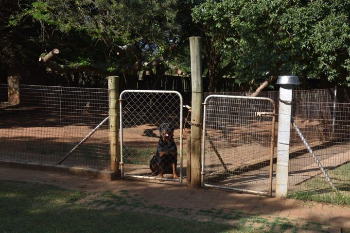 A Rottweiler waiting at the gate of its run at Craffenheim Rottweilers