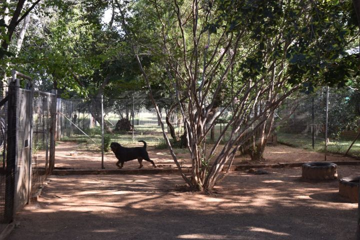 A Rottweiler in a shady run under the trees at Craffenheim Rottweilers