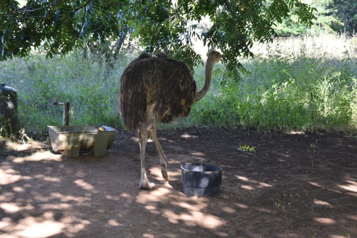 Our ostrich at the water bowl in the shade at Craffenheim Rottweilers