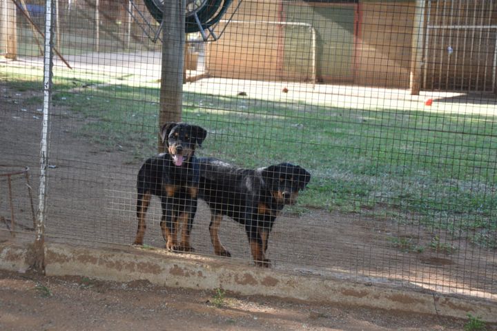Two Rottweilers watching from the front of their run at Craffenheim Rottweilers