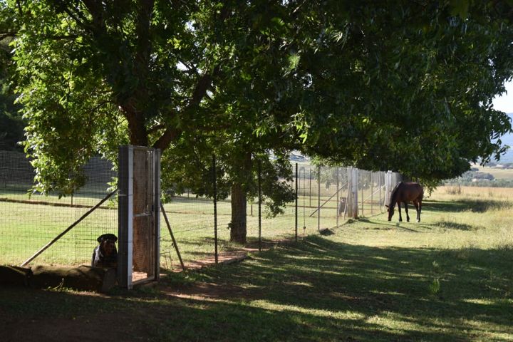 A Rottweiler under the trees with a horse grazing nearby at Craffenheim Rottweilers