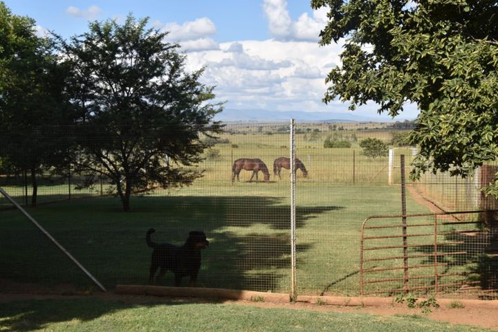 A Rottweiler watching the horses grazing in the paddock beyond at Craffenheim Rottweilers