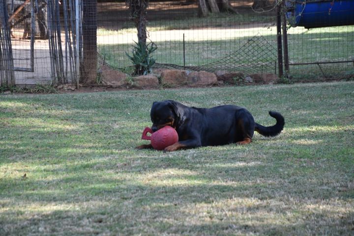 A Rottweiler lying on the lawn with its ball at Craffenheim Rottweilers