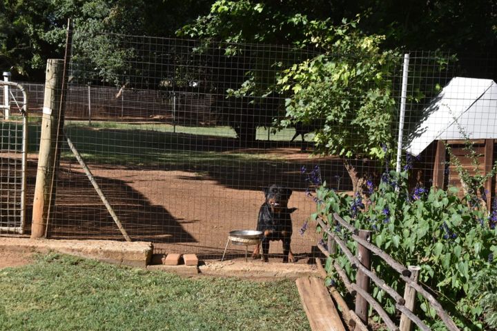 A Rottweiler in its run beside the garden at Craffenheim Rottweilers