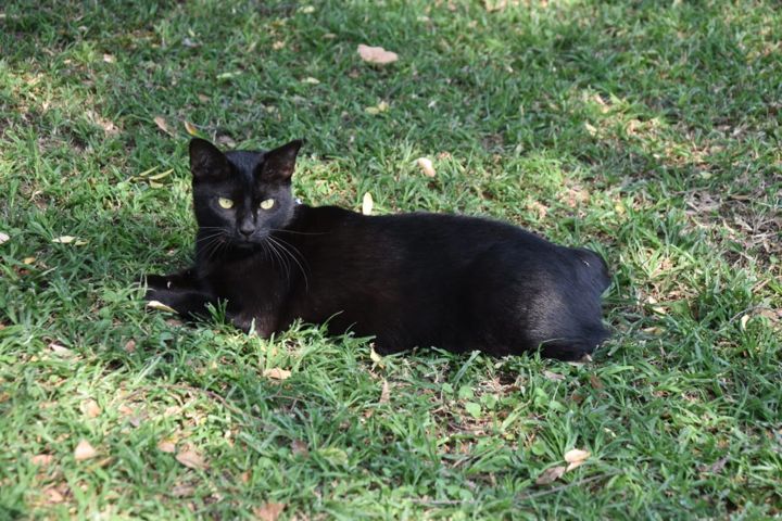 The farm cat relaxing on the grass at Craffenheim Rottweilers