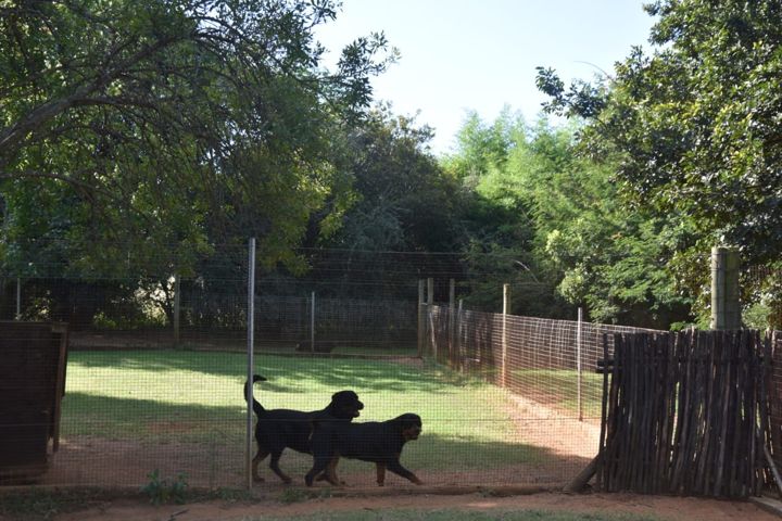 Two Rottweilers playing on the grass at Craffenheim Rottweilers