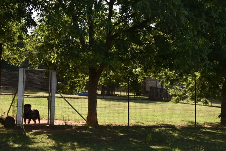 A Rottweiler resting in the shade of a big tree in its run at Craffenheim Rottweilers