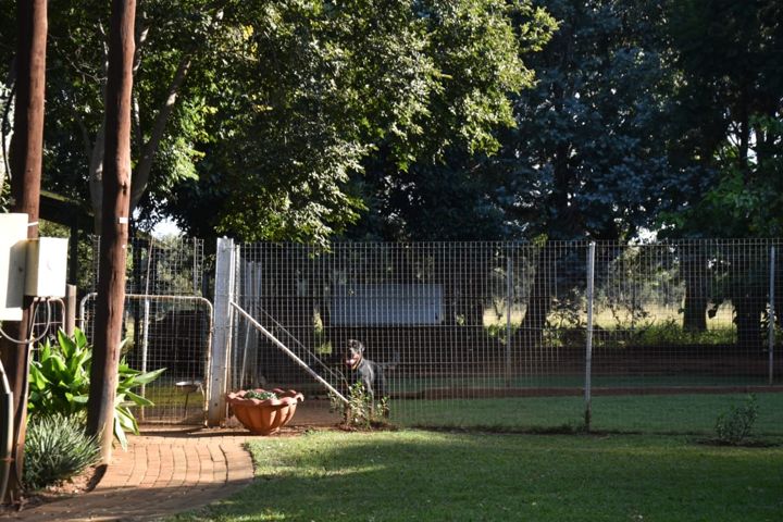 A Rottweiler at the gate of its run beside the paved path at Craffenheim Rottweilers