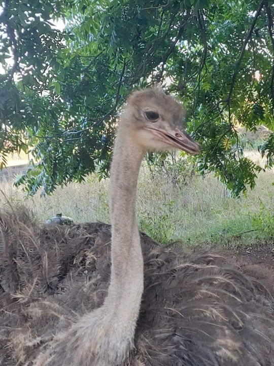 Our ostrich sitting in the shade at Craffenheim Rottweilers