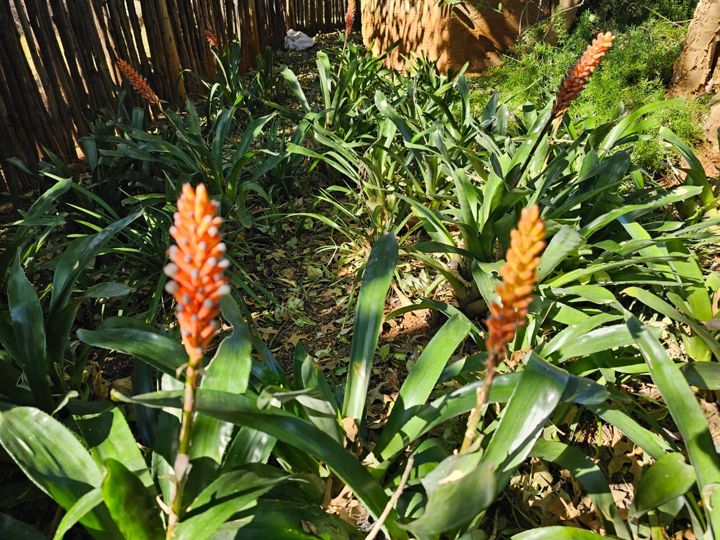 Orange bromeliad spikes in a shady garden bed at Craffenheim Rottweilers