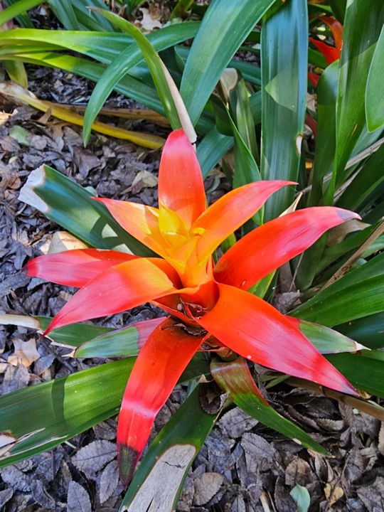 A bright orange bromeliad in flower at Craffenheim Rottweilers